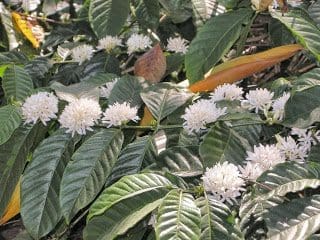 Chikmagalur Coffee Chikmagalur coffee flowers