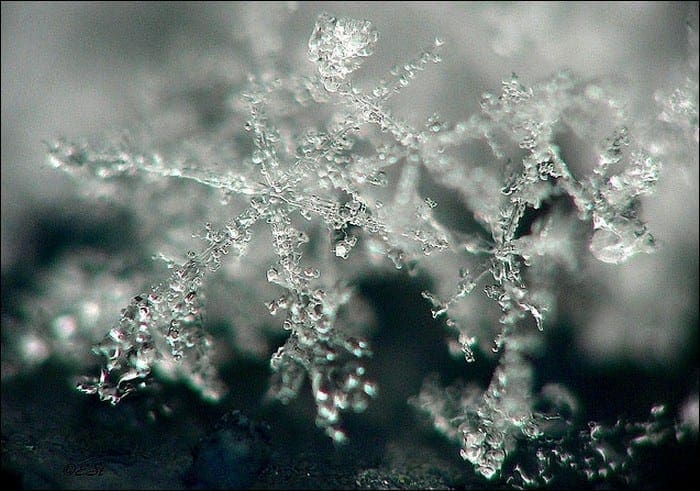 snowflakes