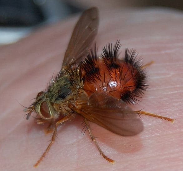 tachinid_joe