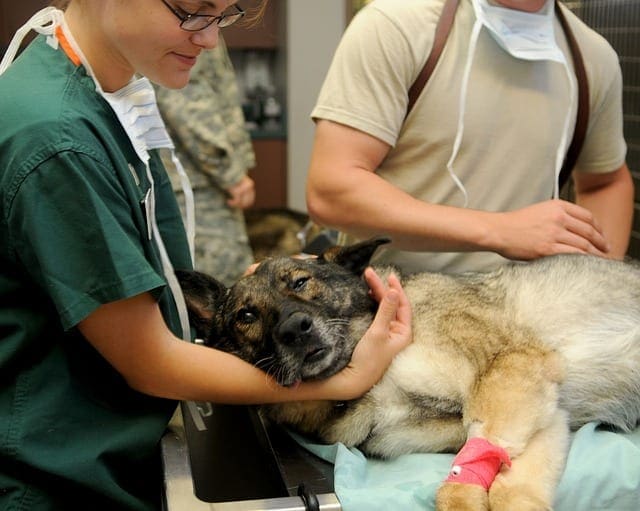 being a vet