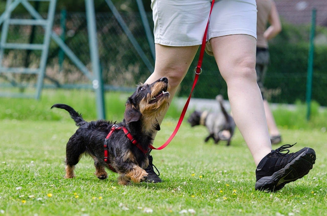 should you get a dog in college?
