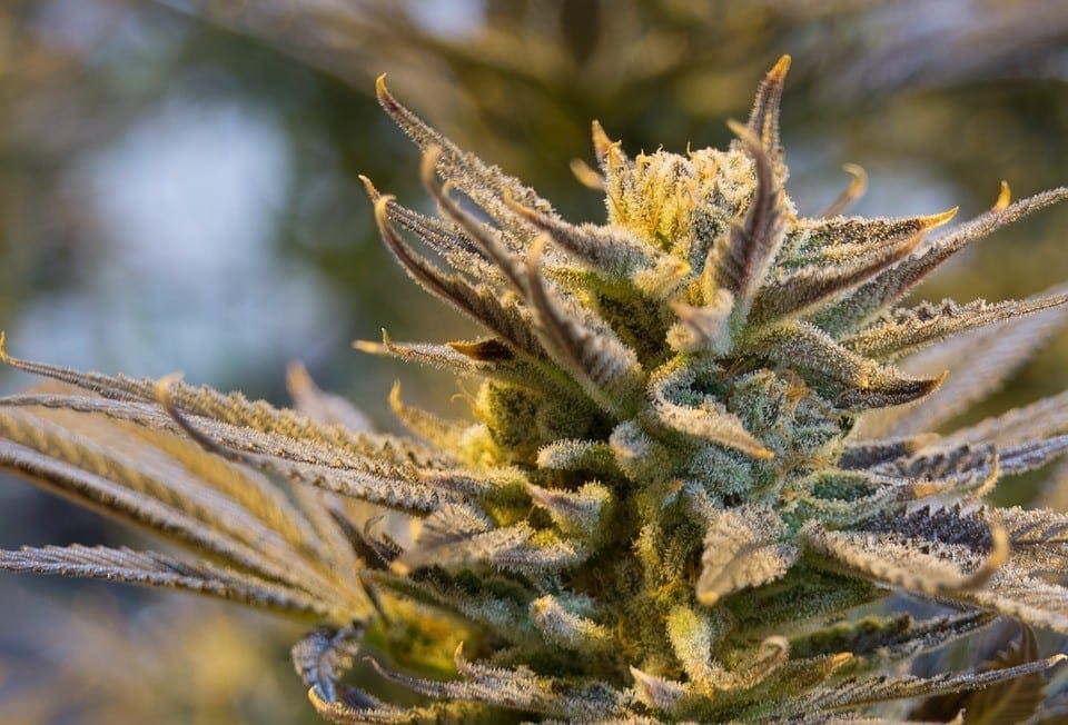 CBD Flower