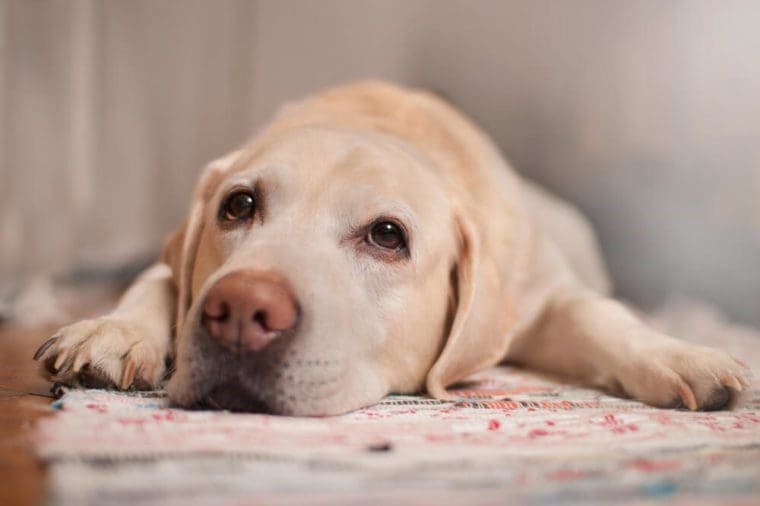 Dog stomach problems