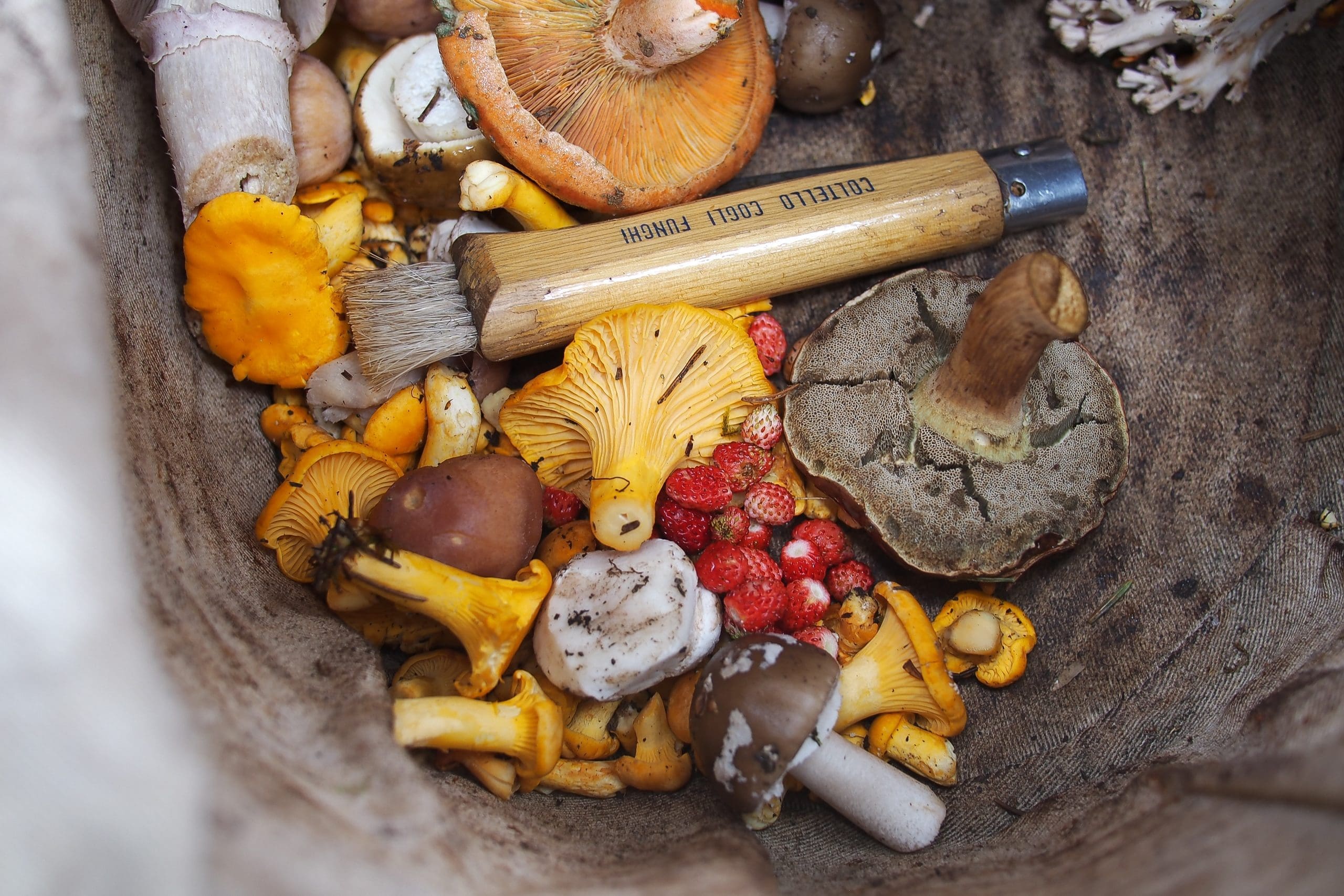 variety of magic mushrooms