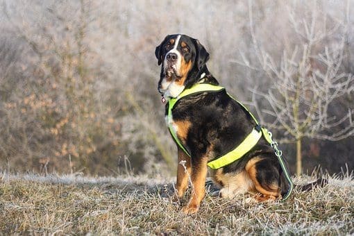 Greater Swiss Mountain Dog training