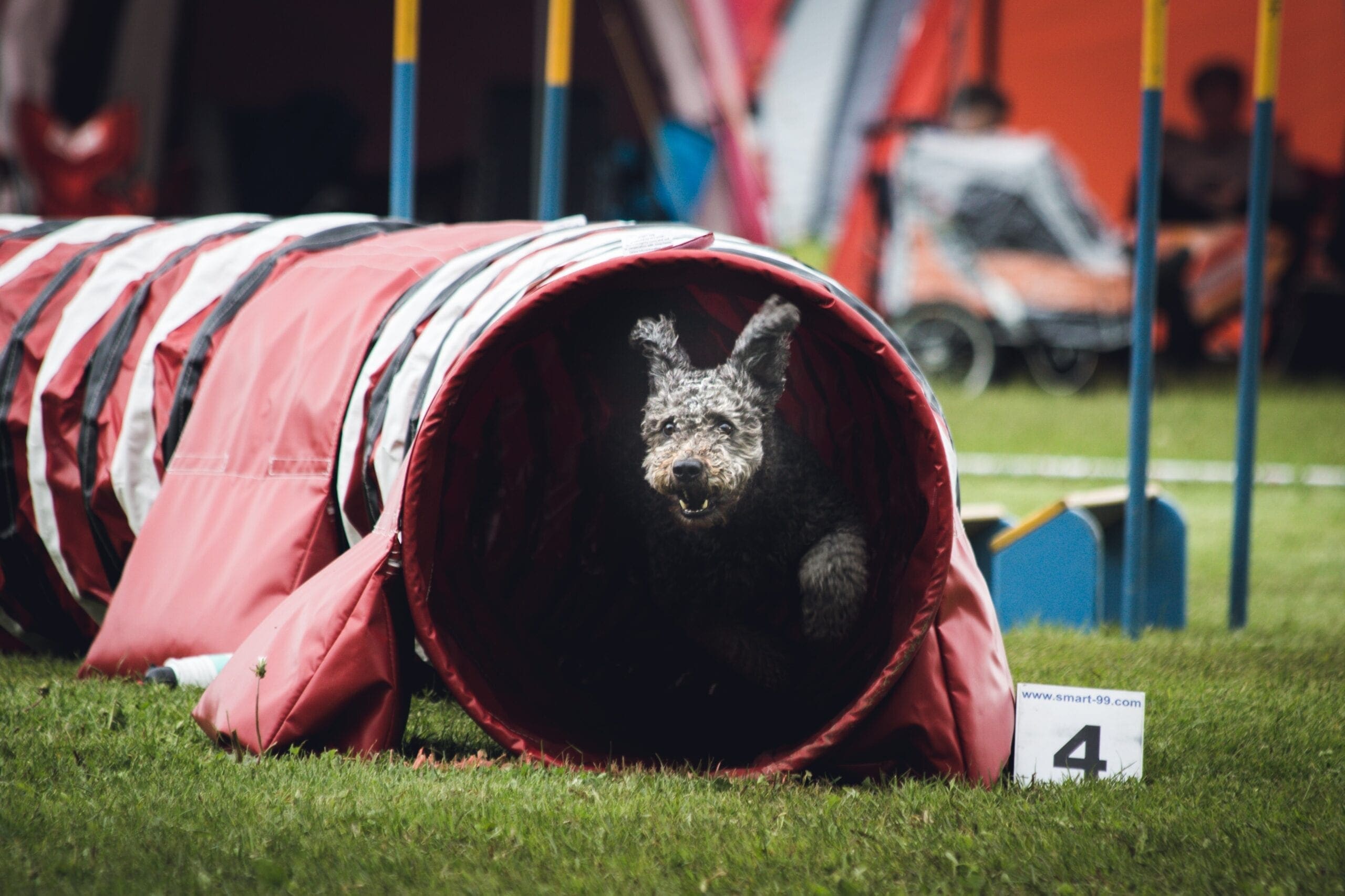 training your dog