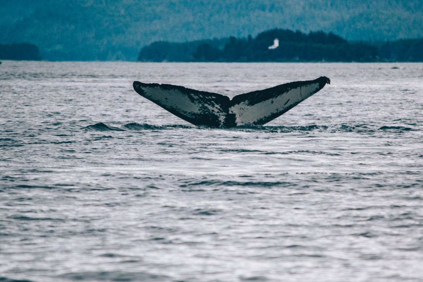 whale watching
