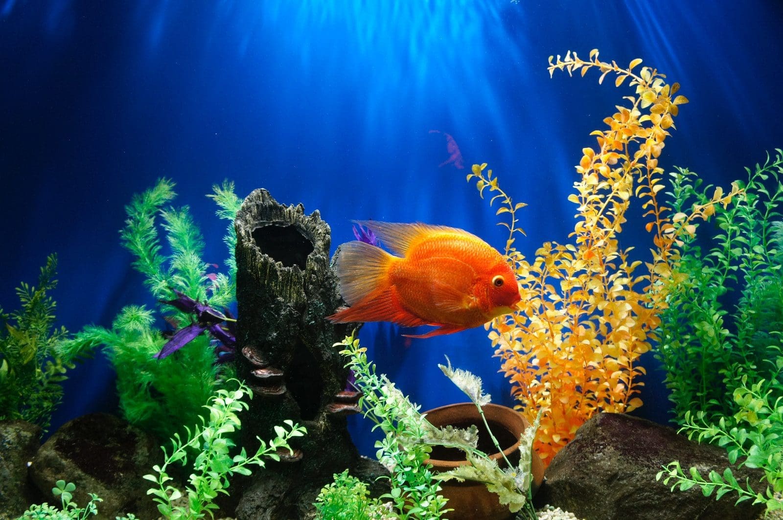 aquarium care