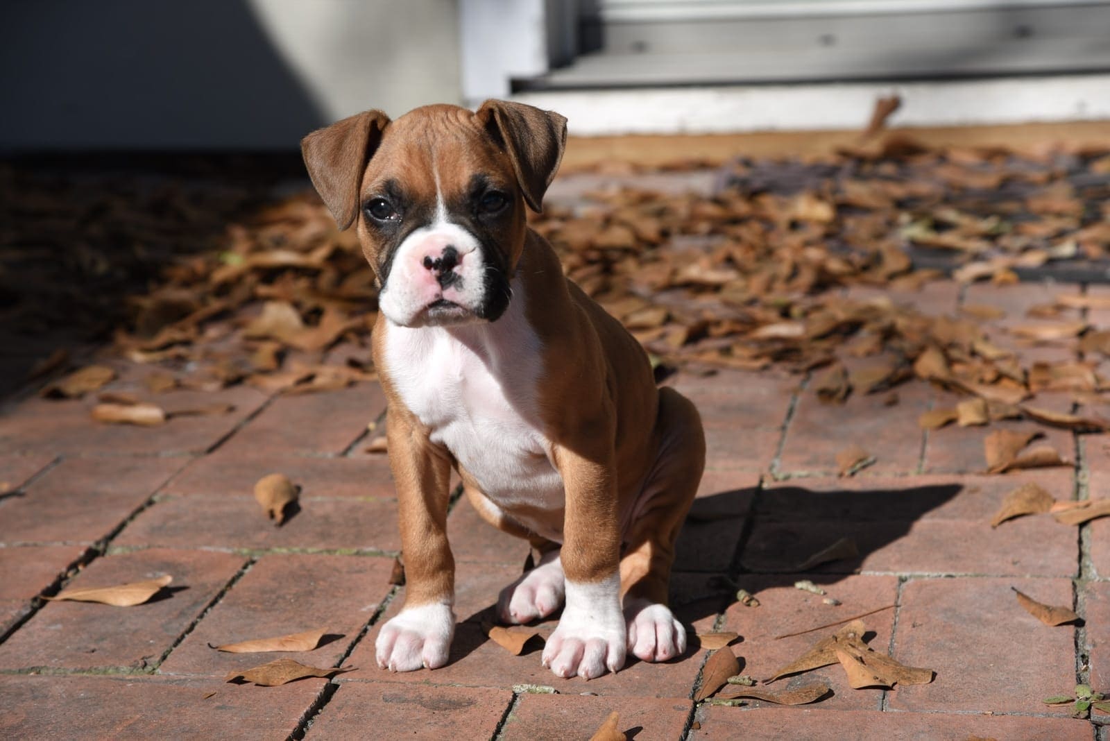 Keep Your Boxer Healthy