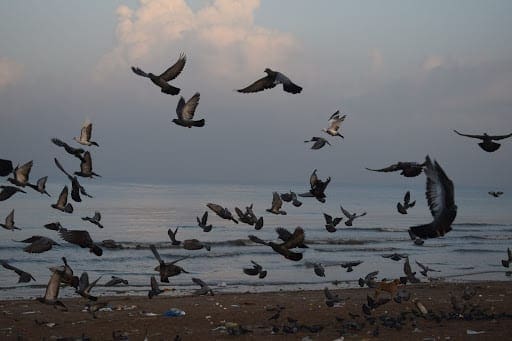 Plastics in the age of eco-crisis