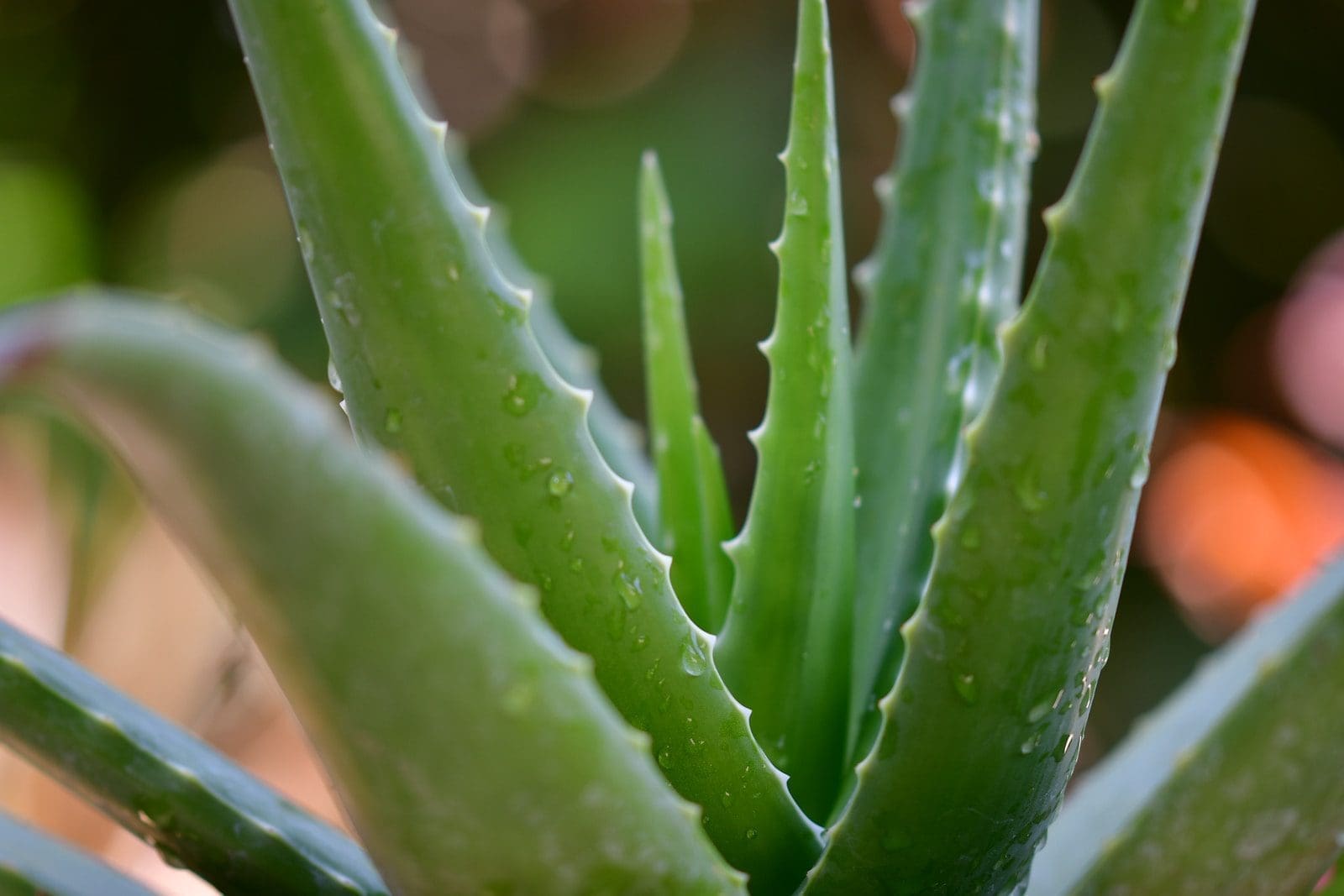 green aloe vera for chest acne