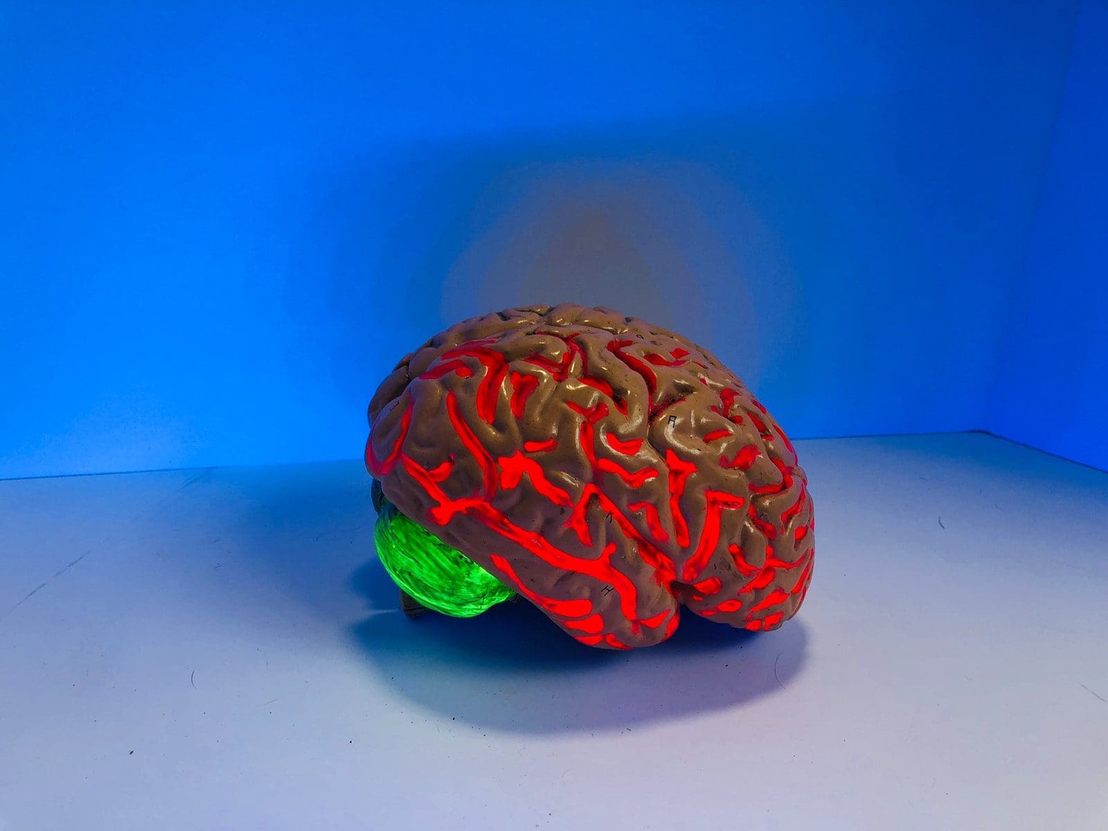 brain figurine The fasting brain