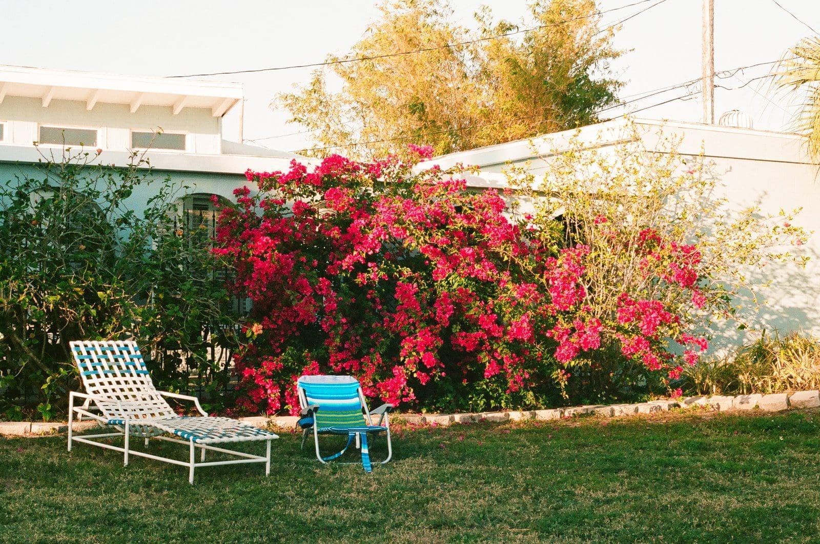 red flowers on green grass lawn