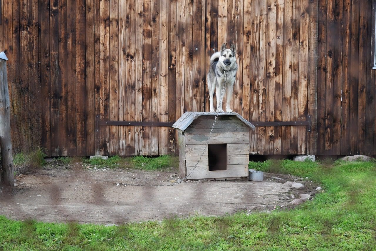 dog fences