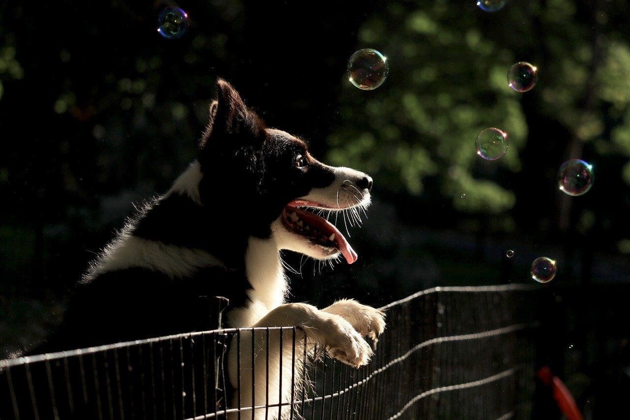 dog fences