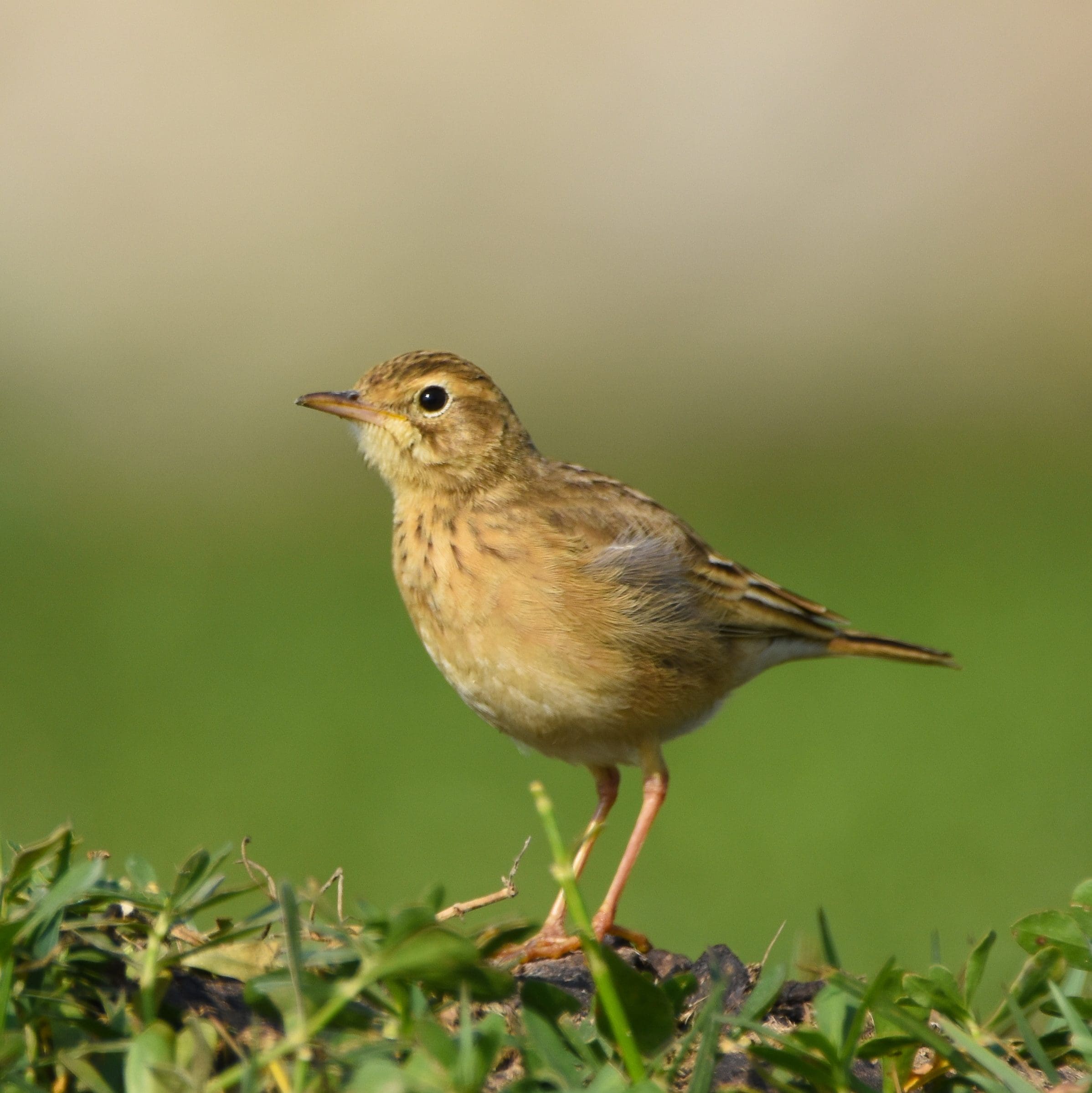 A Photo captured during the Great Backyard Bird Count