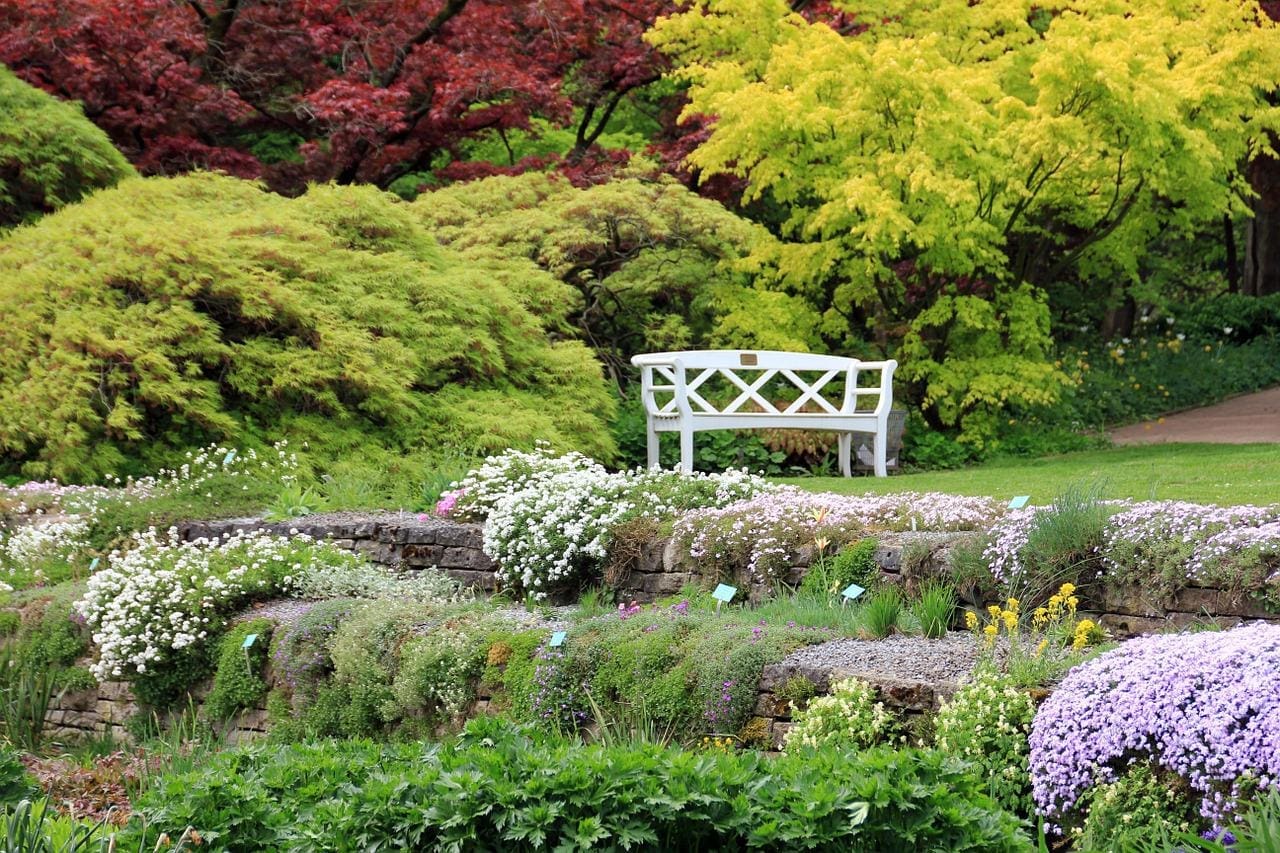 hedge plants
