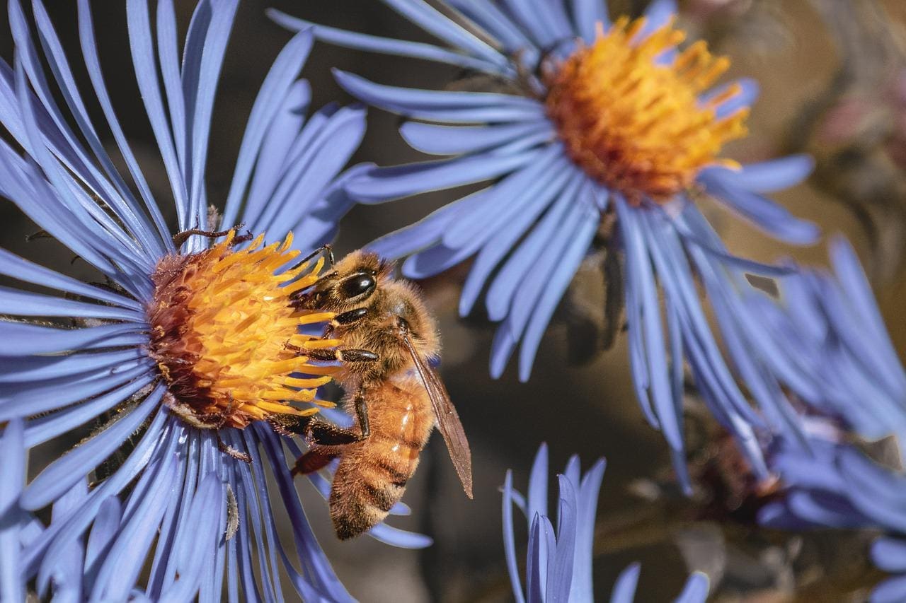 organic honey