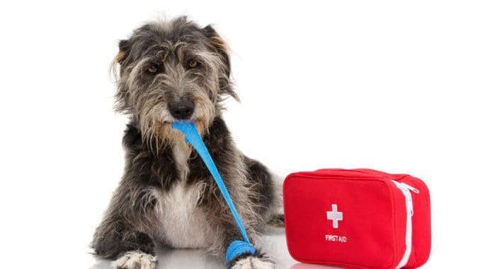 Pet CPR