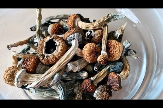 Magic Mushrooms